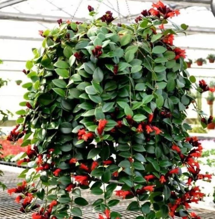 养花就养3种花,好养易活花量大,寓意吉祥人人爱,家里养真适合