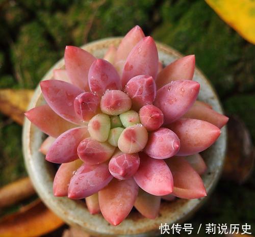 盘点10款水灵圆润的多肉植物,每一款都萌化人心,值得拥有!