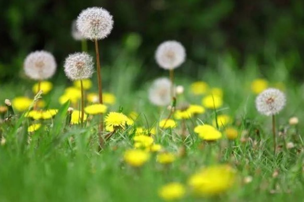 蒲公英茶|自己“晒干”的蒲公英,能用来养生当茶喝吗大部分都搞错了!