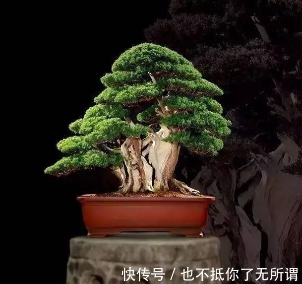 龟甲牡丹|世界上最名贵的花,一盆就是一座房子!