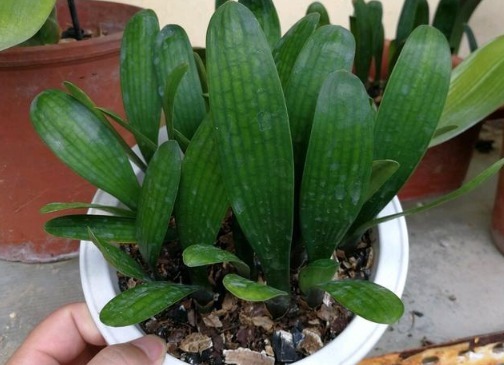 垃圾|别再买花肥了,几种垃圾用来养花,花儿疯长不停,省下一大笔钱