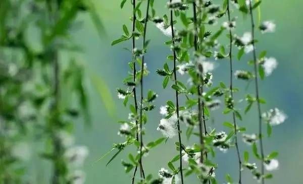 5首优美诗词精选，野径行人皆自去，春来树绿遍飞花