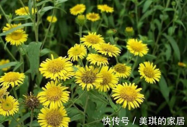 睡眠质量|它是菊花的“双胞胎”，有助于缓解咳嗽，还能够治疗刀伤
