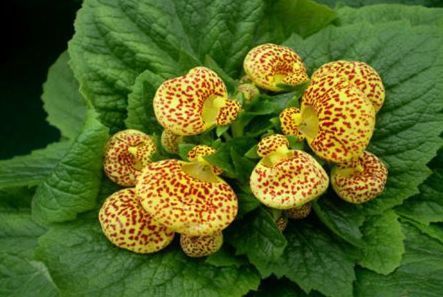 喜欢菊花，不如养盆“精品玫瑰”黄油硬糖，娇羞艳丽，暖色怡人