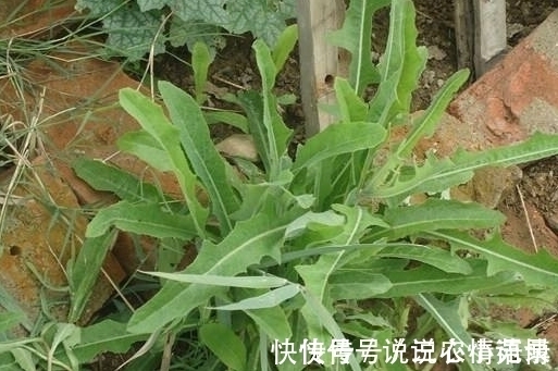 城市|农村被称为“奶浆菜”,如今数量已经不多了,在城市里10元一斤