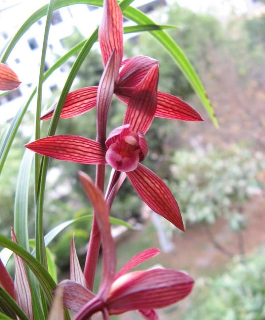 秋天到了，这种兰花要种1盆，顶级红素，兰香淡雅，好看又好养