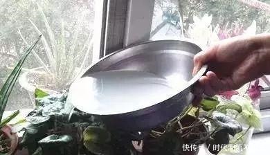 家里5种过期药片别扔,能杀菌防烂根,都是养花的宝贝