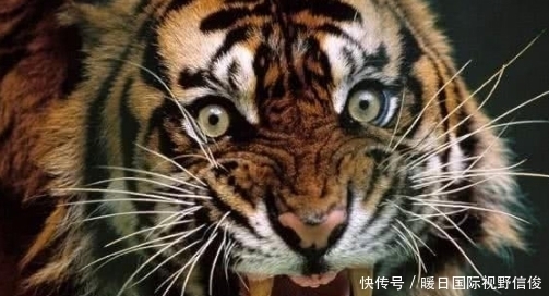 骗了我们二十年?98年武松打虎老虎居然是真的,还买了十万保险