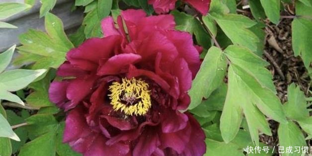 骨头|1种“粉末”能养花,养分含量高,花盆里撒“1点”,2个月爆盆!