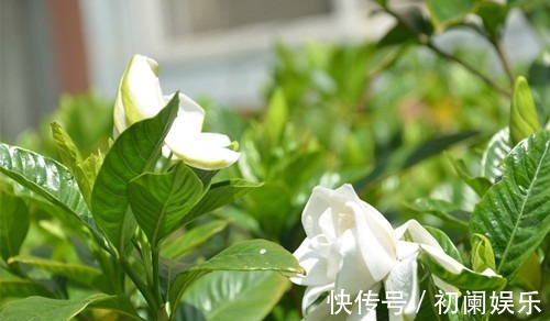 栀子花老爱长黄叶喷点“救命水”,叶子油绿窜花苞!