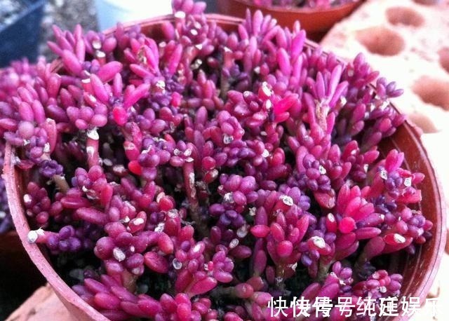 喜欢养多肉就挑漂亮的养,12款迷人的紫色多肉,好看还好养