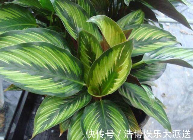 植物|房间里养什么花来几盆竹芋,新颖叶片大