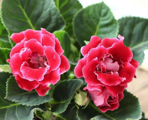 大岩桐怎么养更美观教你3个小妙招,养出艳丽多彩的大岩桐