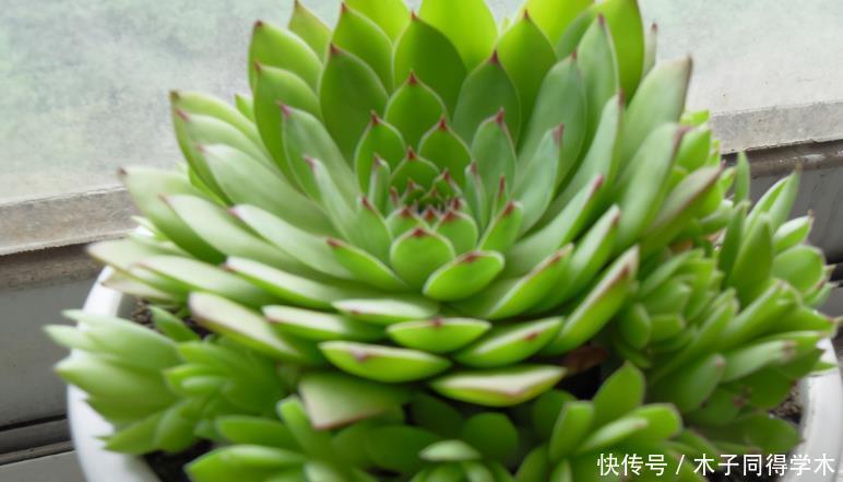 养护|夏季养多肉浇水,这3方面要加倍小心,否则烧根掉叶