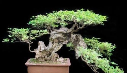 山上的“黄荆疙瘩”，做成盆景，古朴苍劲枝叶扶疏，观赏性强