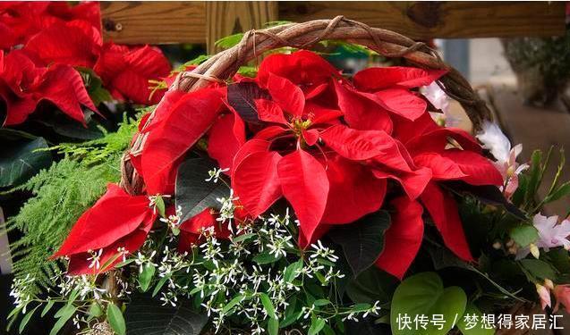 生活中冬天常见的花,都含有毒,养护需小心,摆放有讲究