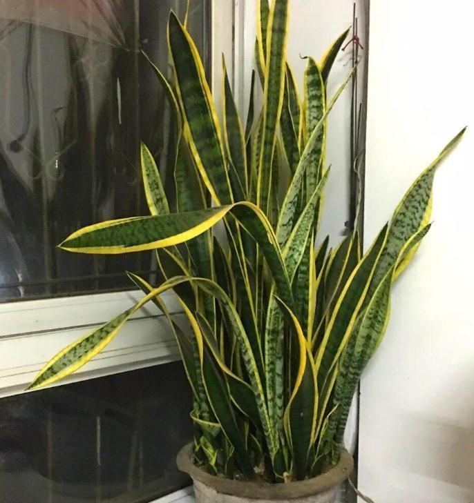 虎皮兰天冷不好养?错了,把控好这4点,谁都能养得爆盆