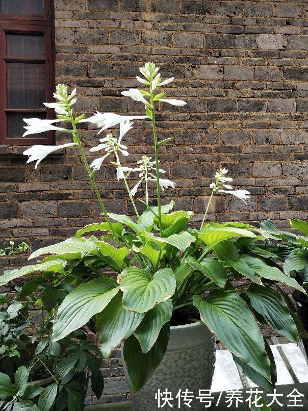 院子里的阴凉角落，可以种些耐阴花，长得更旺盛