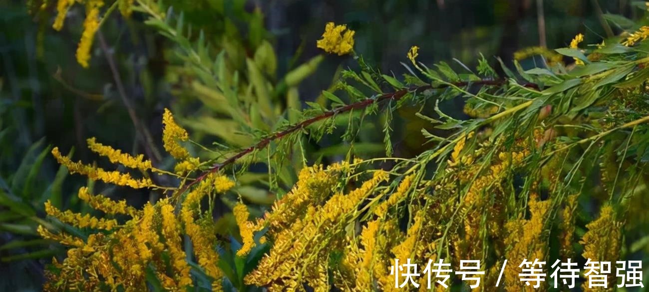 湖北发现“生态杀手”,加拿大一枝黄花耐旱,为何不在沙漠种植
