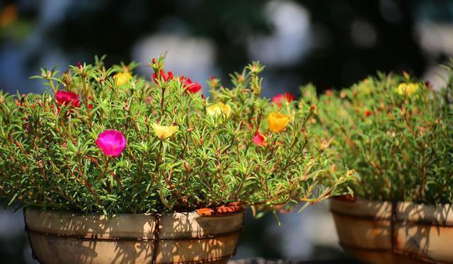 养花的这些臭毛病，占三个就说明不会养花，你占了几个