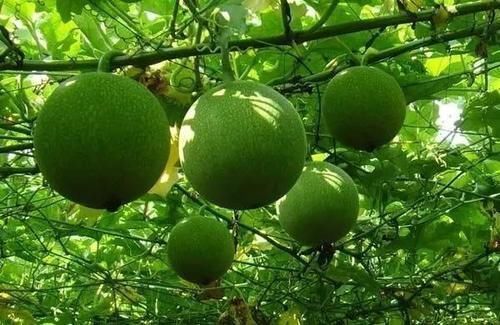 瓜蒌:藤下一个瓜,是开胸顺气、治胸痛、清理肺部垃圾的不二良药