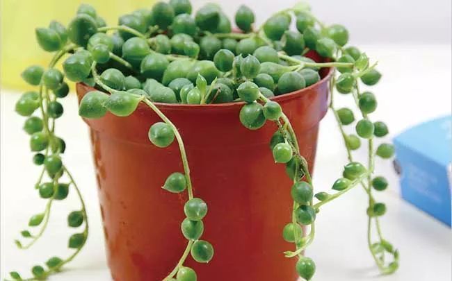 这种多肉吊起来养，所谓像一串串葡萄一样，美爆了
