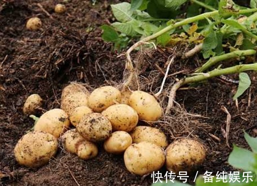 健脾|长寿老人爱吃的此种食物,助排毒、健脾和胃,早知早受益