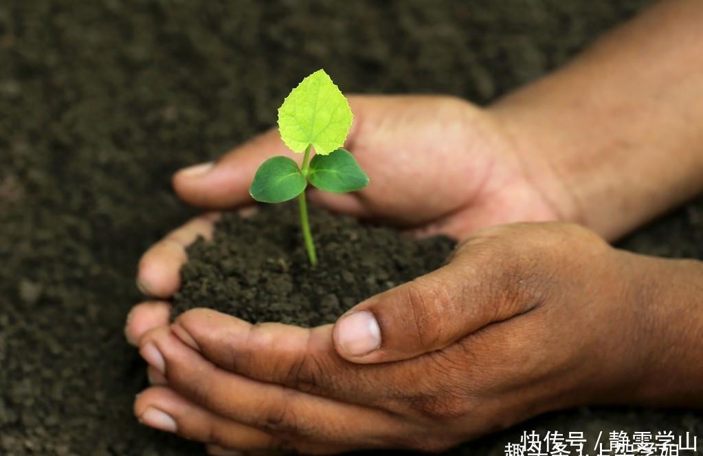 养花换土很麻烦,丢下这种“万能肥”,旧土立刻变新土