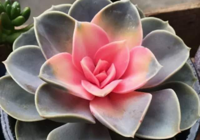 花商|在市场买花,要记住“四不买”,养花再也不踩坑,养好也是挺简单