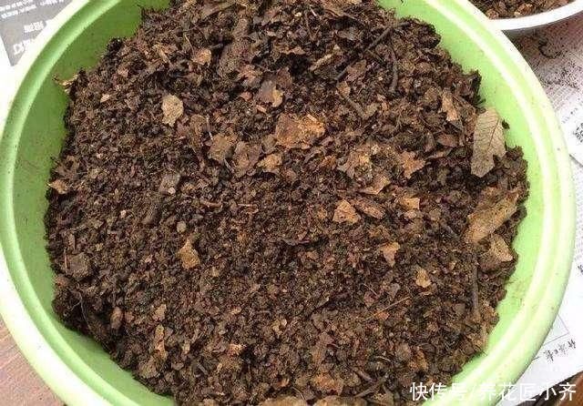 养花|如果你是阳台养花,4种土不要直接用,否则花有可能活不过三个月