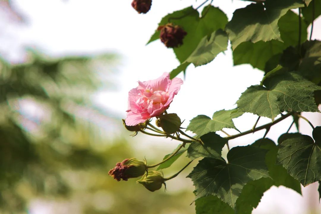 芙蓉花|秋韵，什邡这条街C位出道啦！