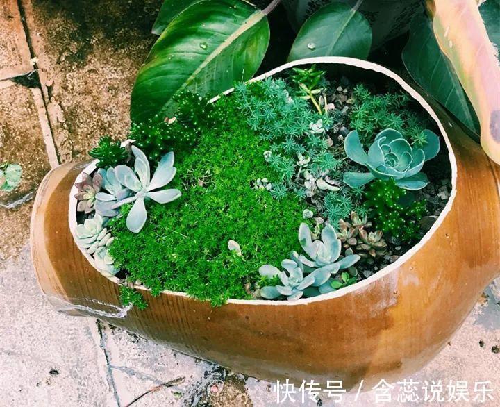 坛子|他用菜坛子种多肉，1分不花，呼呼长成“大米饭”！