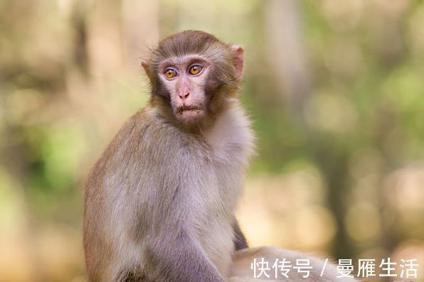 人机智灵敏|属猴人：“请做好准备”，好事来啦！有躲不过的“喜事”