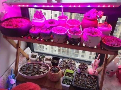 养好多肉需要的5个小物件,看起来不起眼,用起来很顺手也很实用