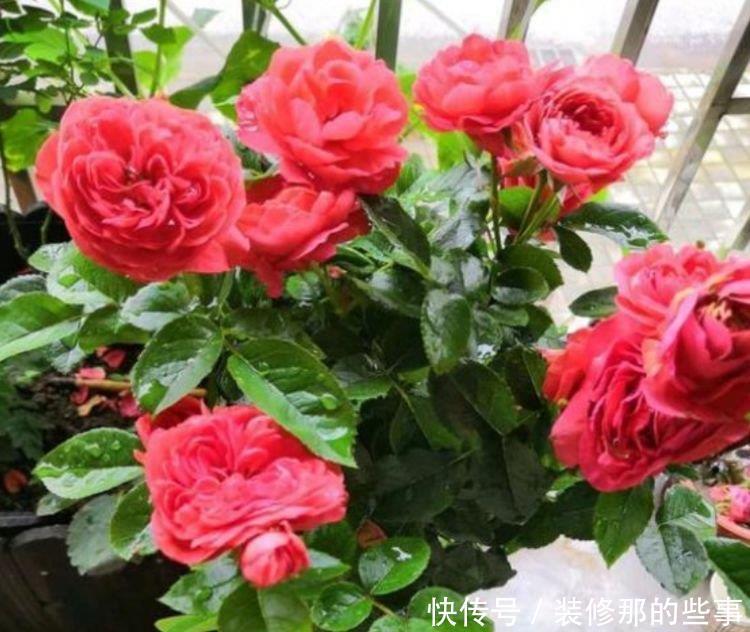 4种花是“开花大户”，一次开放100朵，漂亮上档次，越养越喜欢