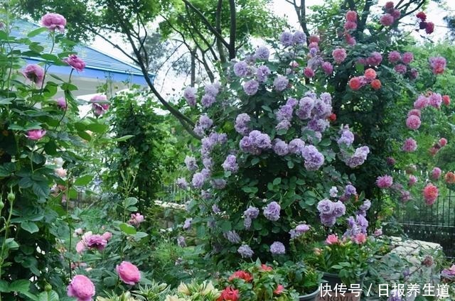 冬季看到这种月季,栽种手法各不相同,诀窍在手,开出一面大花墙