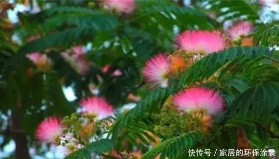 修剪|合欢花花语这么美好,好看又好养,值得拥有
