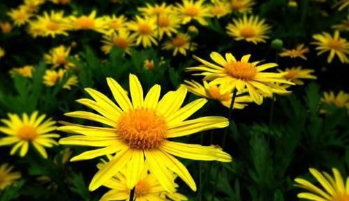  种花|4种花漂亮又好养，美不输玫瑰，四季开花，种植容易