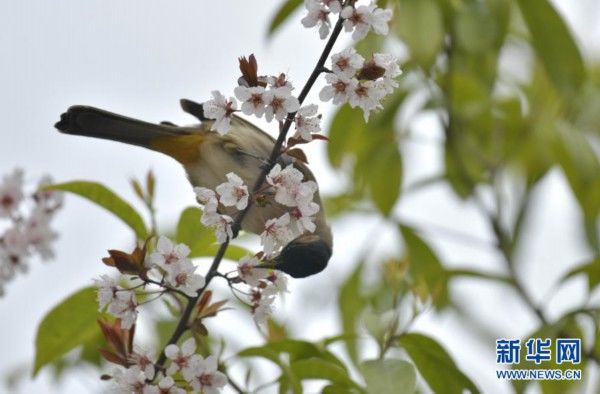 中年|春景繁花秀