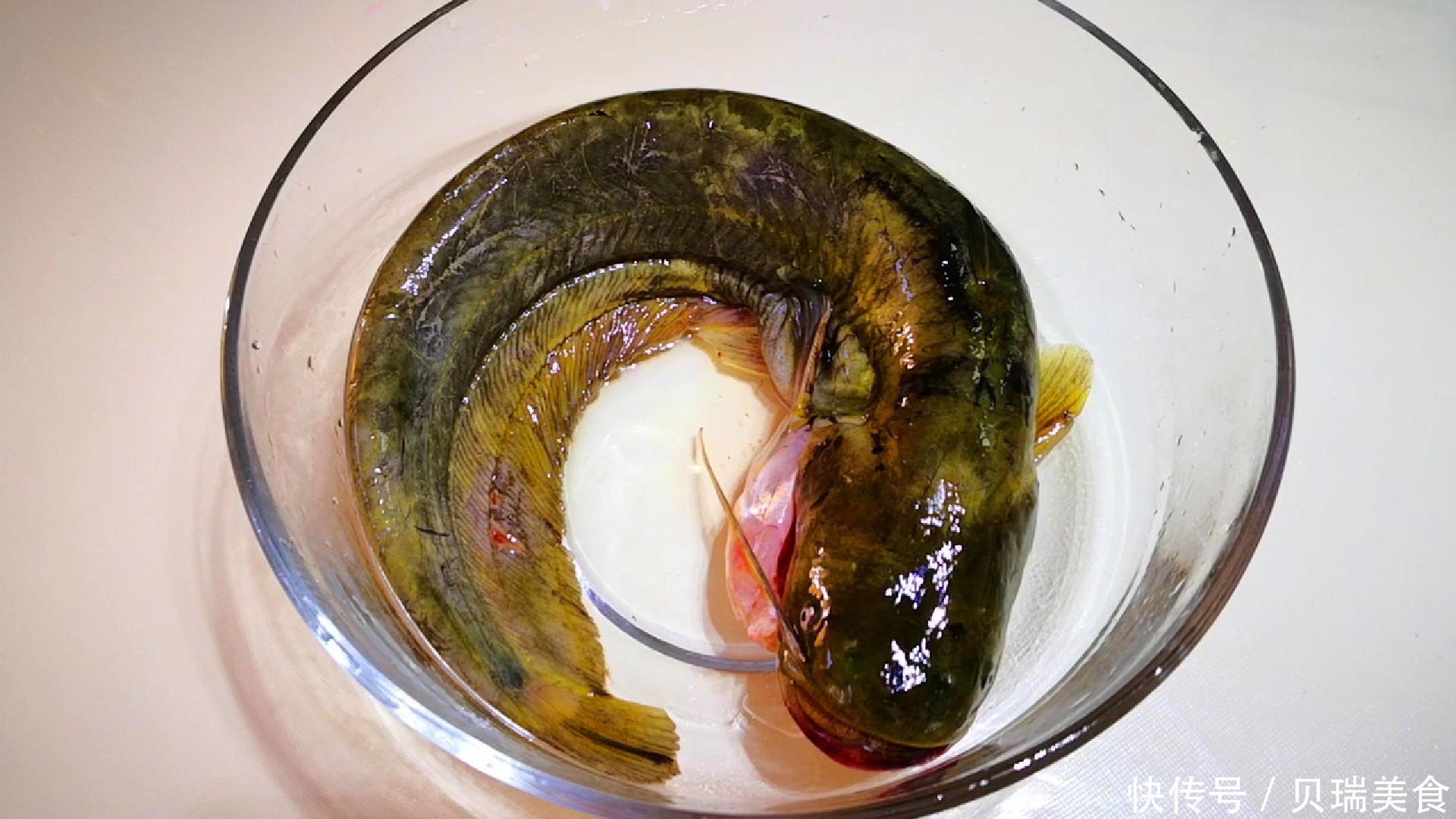 味道|鲶鱼好吃有诀窍,做好关键2步,鲶鱼土腥味全无,味道特别鲜美