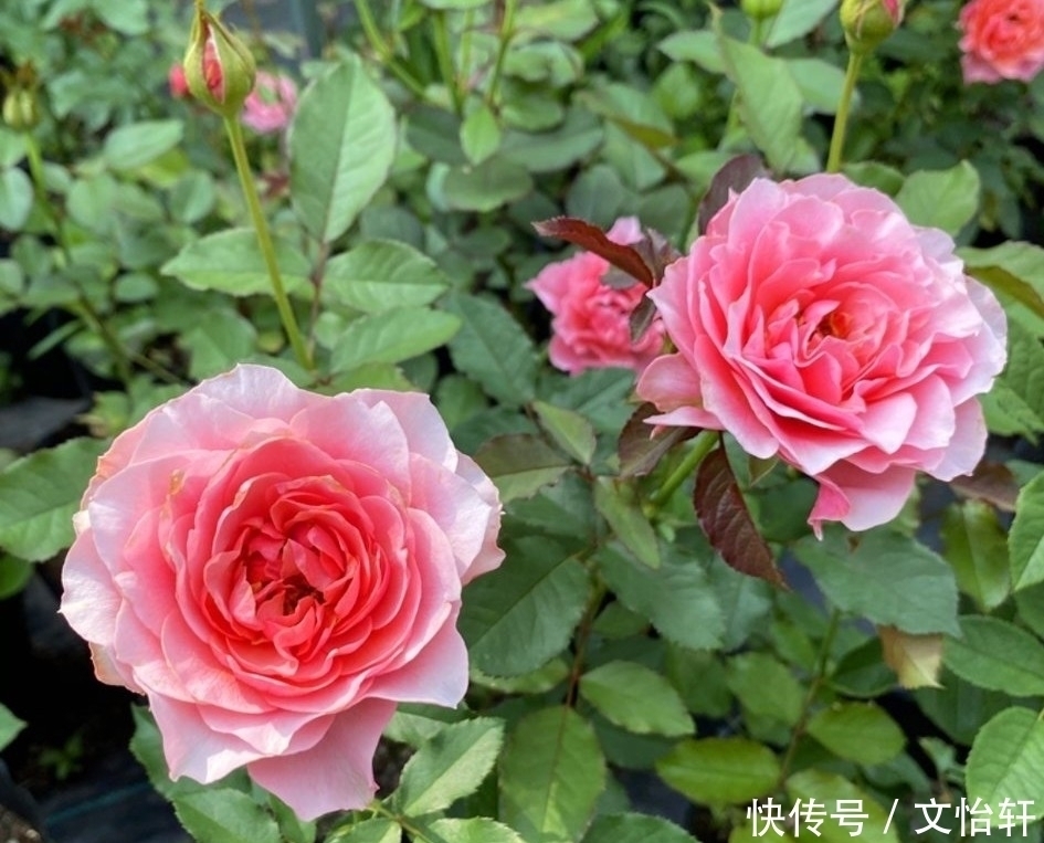 品种|100个月季品种,千姿百态,每个都很漂亮,图名并茂,值得收藏