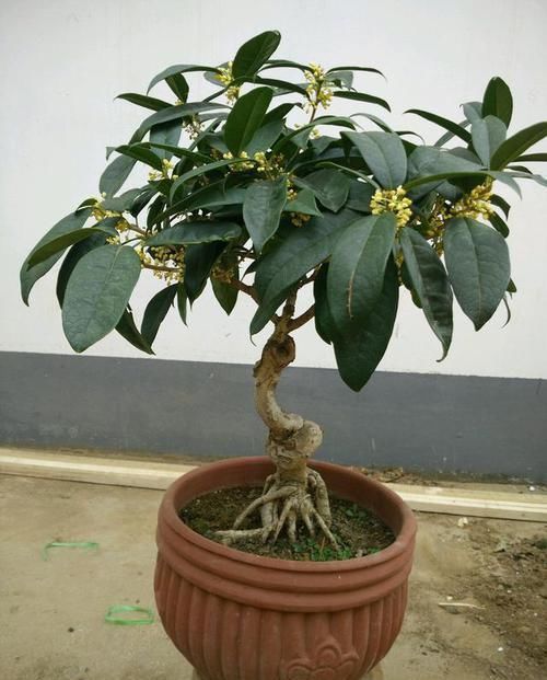 盆栽|养3种树,越老越值钱,5年变老桩,盆盆都值2000元以上