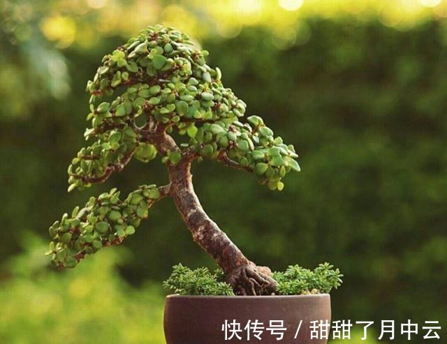 造型|养金枝玉叶盆景,光浇水施肥没用,得会修剪才行,枝叶一少价值高