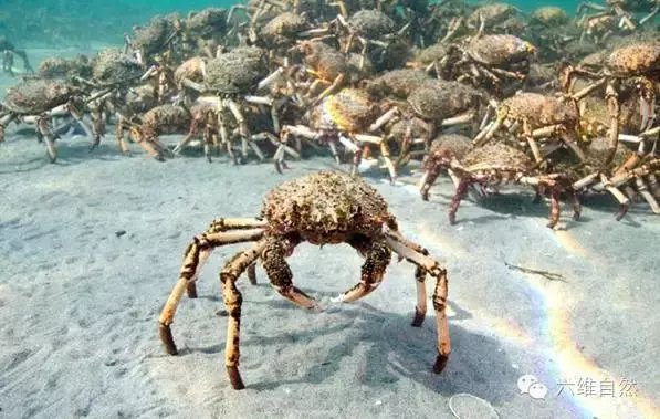 蜘蛛蟹海底大迁徙 快资讯