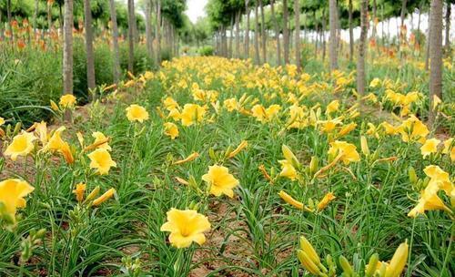 被名字耽误的8种花，好养好看开花惊艳，你最喜欢哪种？