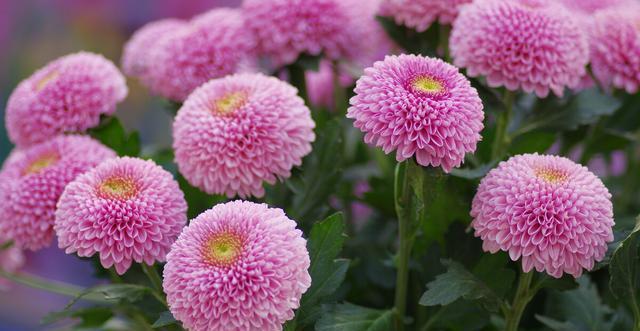 大丽花|五种花开花就变成“球”,好看好养还不挑地方,家里养一盆正合适