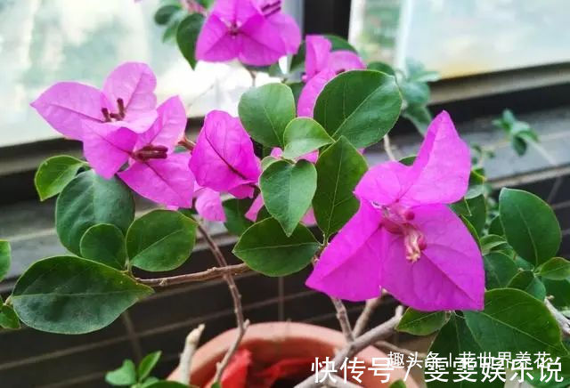 三角梅“黄叶”不开花,用这些水浇一浇,叶子油绿,满头花