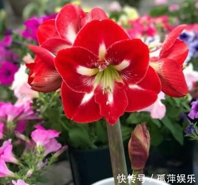 4种花人见人爱,仙气十足,花开美观又大气,花色艳丽灿烂无双