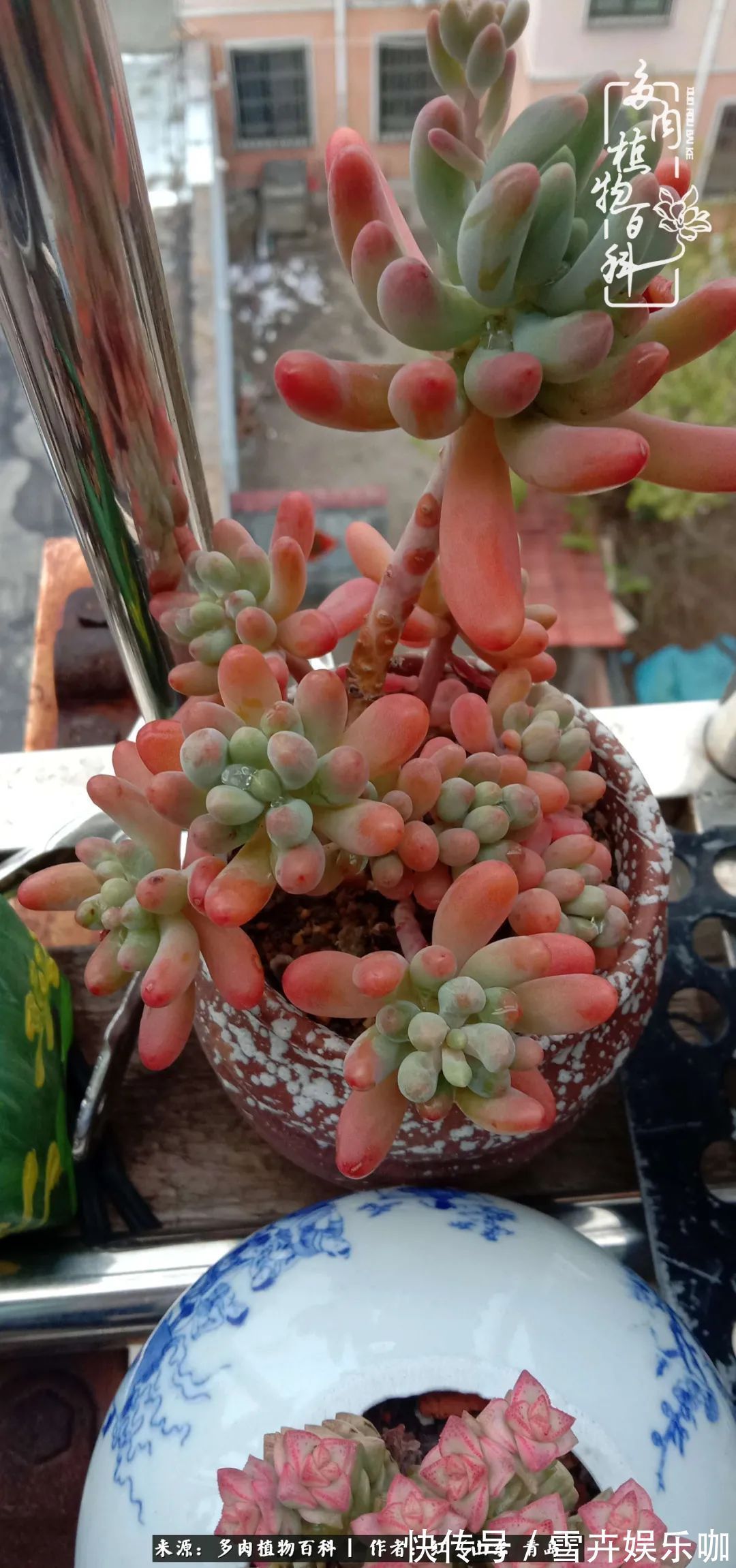 红稚莲|多肉度个夏,回到解放前!曾经有多美,现在就有多丑!