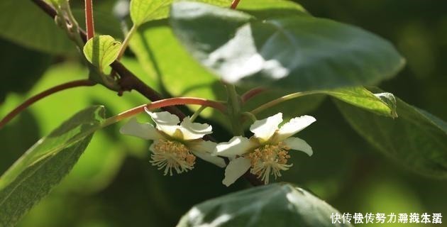 枝条|多种树木都想富！「三种树」随手掰一枝，插土生根，来年可以结果